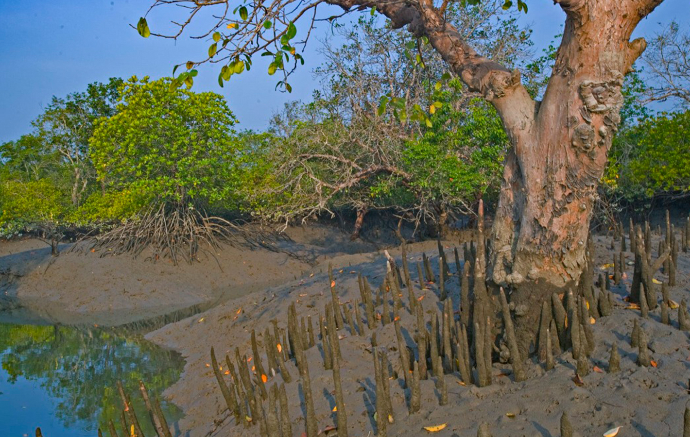 Lothian Wildlife Sanctuary mangroves