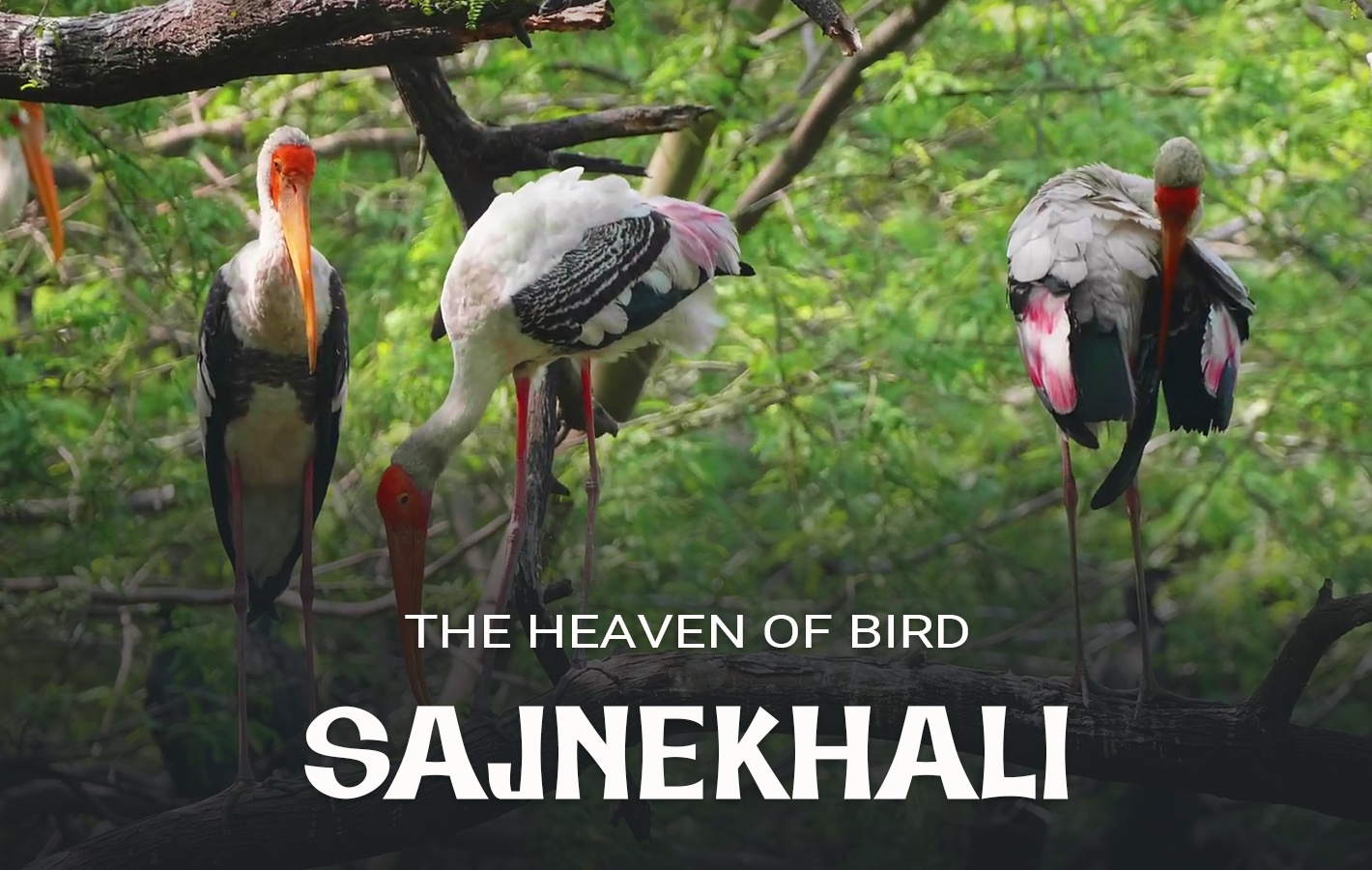 Sajnekhali Watch Tower & Mangrove Centre